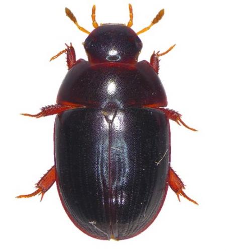 Réf. 213 251 : Dactylosternum abdominale